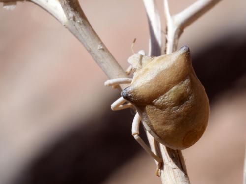Ventocoris obesus