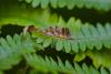 208443 – Photo : Pierre Duhem – France (95)
