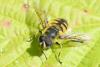 208531 – Photo : Didier Houbrechts – Belgique