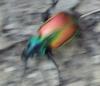 208110 – Photo : Régine Viguier – France (12)