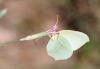 208967 – Photo : Stella MOREL – France (84)