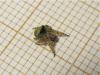 208960 – Photo : The Ghost Nightjar – France (56)