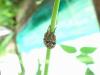 208584 – Photo : Didier Levasseur – Thaïlande