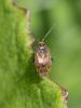 208053 – Photo : BourrinOman – France (05)