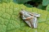 208921 – Photo : Larue Philippe – France (29)