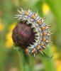 208732 – Photo : Catherine Reymonet-Smitten – France (19)