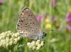 208318 – Photo : Yannick Mourgues – France (48)
