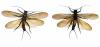 208528 – Photo : Oedipoda – France (02)