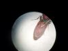 208021 – Photo : Stella MOREL – France (84)