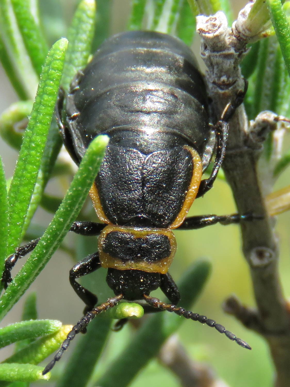 Jean-Marie PAGNIER - Arima marginata - réf. 208574 (1125 x 1500 pixels, 214 ko)