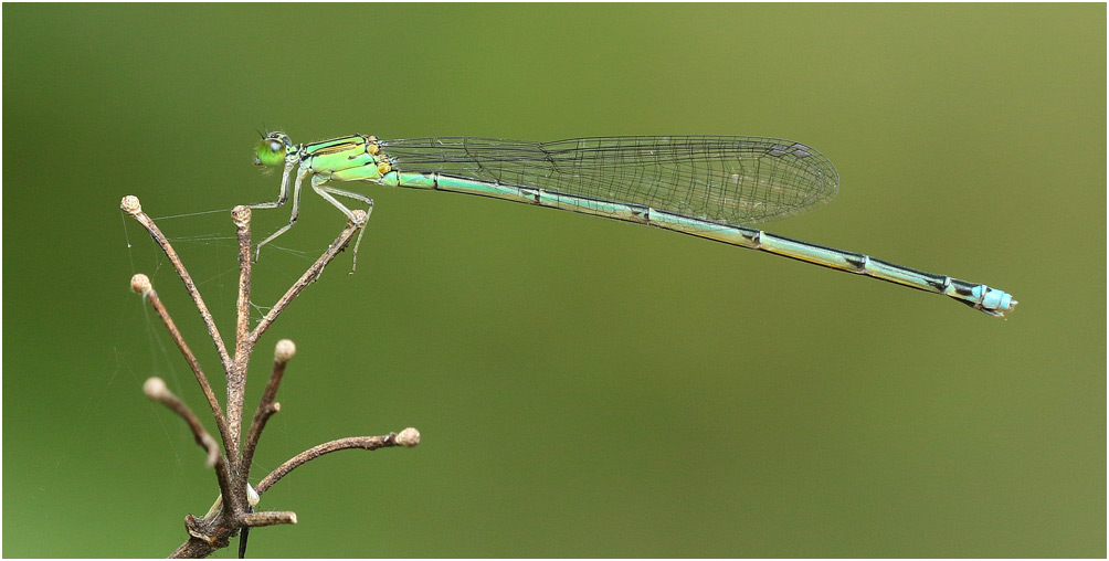 Benoit Guillon - Paracercion ambiguum - réf. 208683 (1004 x 508 pixels, 111 ko)