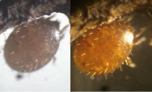 Réf. 209 262 : Cilliba sp.