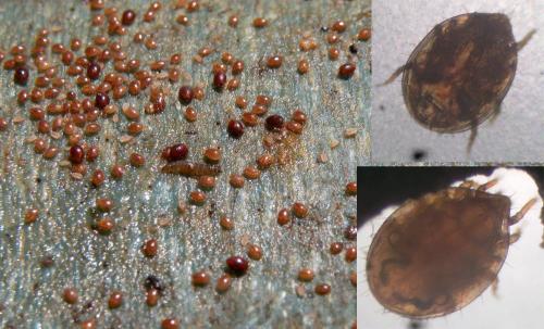 Réf. 209 260 : Cilliba sp.