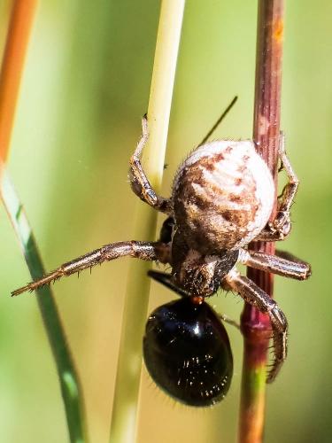 Xysticus sp.