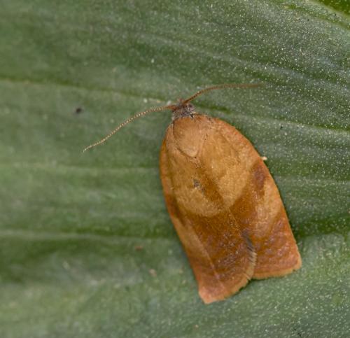 Cacoecimorpha pronubana