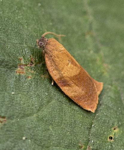 Réf. 209 363 : Cacoecimorpha pronubana