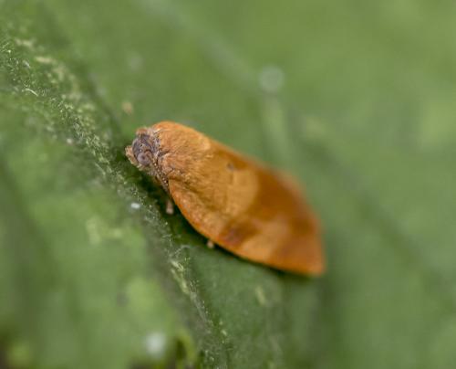 Réf. 209 364 : Cacoecimorpha pronubana