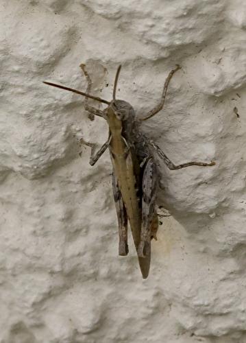 Chorthippus sp.