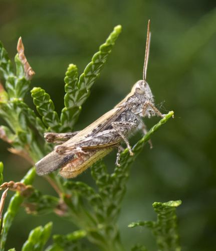 Chorthippus sp.