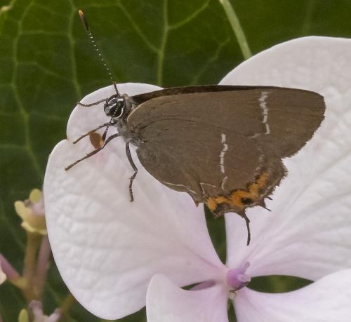 Réf. 209 369 : Satyrium w-album