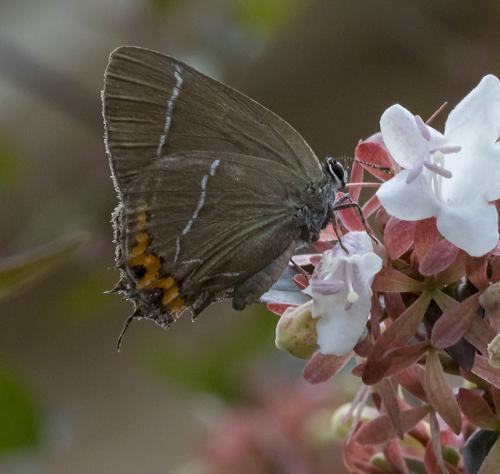 Réf. 209 371 : Satyrium w-album