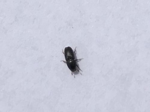 Réf. 209 472 : Scolytus sp.