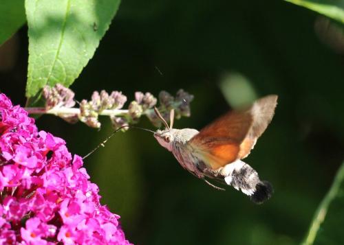 Réf. 209 646 : Macroglossum stellatarum