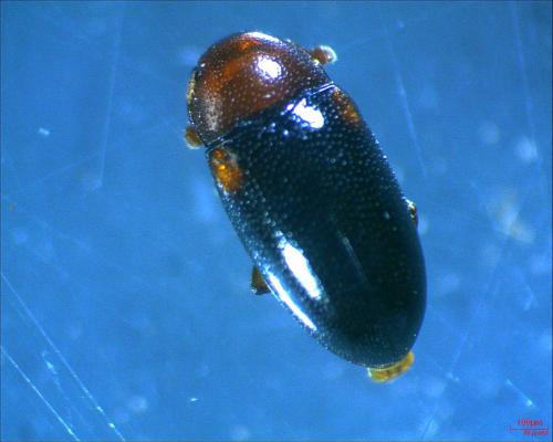 Dacne bipustulata