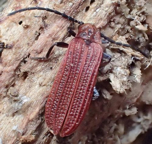 Réf. 209 451 : Benibotarus taygetanus