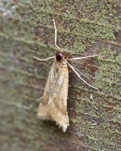Réf. 209 825 : Synaphe punctalis