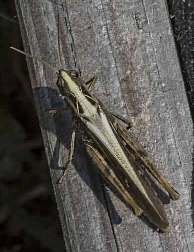 Chorthippus sp.