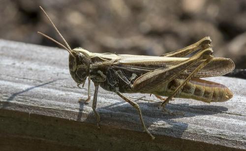 Réf. 209 812 : Chorthippus sp.