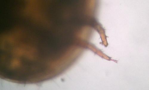 Cilliba sp.