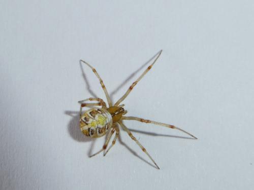 Phylloneta sp.
