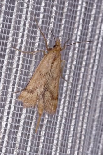 Réf. 209 109 : Synaphe punctalis