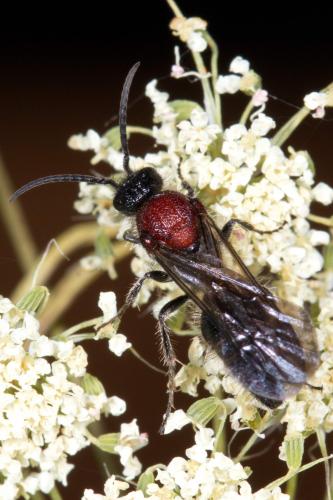 Réf. 209 101 : Smicromyrme sp.