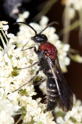 Réf. 209 102 : Smicromyrme sp.