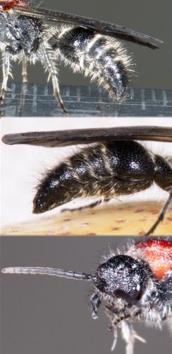 Réf. 209 214 : Smicromyrme sp.