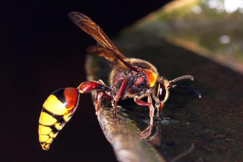 Delta unguiculatum