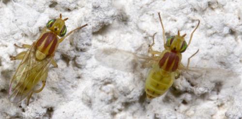 Réf. 209 293 : Meromyza sp.