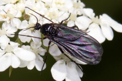 Sciara sp.
