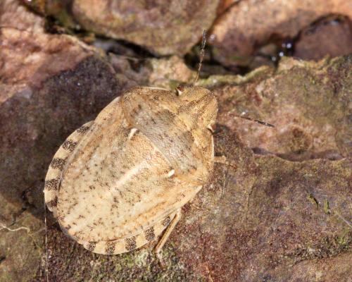 Réf. 209 856 : Eurygaster maura