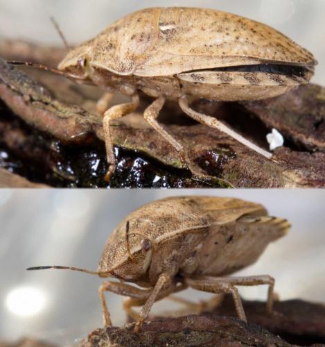 Eurygaster maura