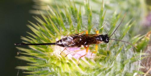 Réf. 209 944 : Exeristes sp.