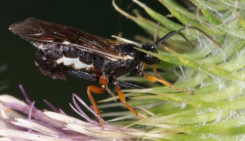 Réf. 209 945 : Exeristes sp.