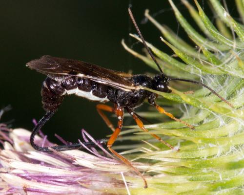 Réf. 209 946 : Exeristes sp.