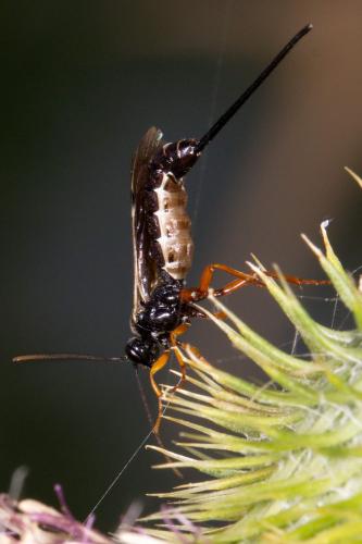 Exeristes sp.