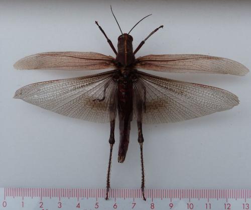 Anacridium aegyptium