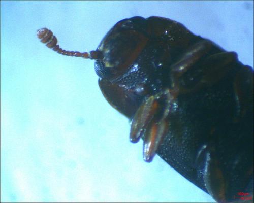 Dacne bipustulata