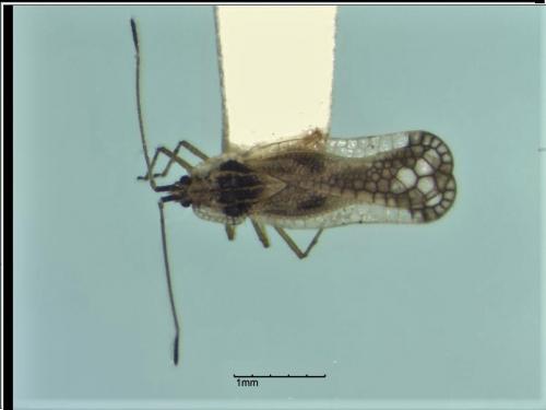 Leptopharsa oblonga